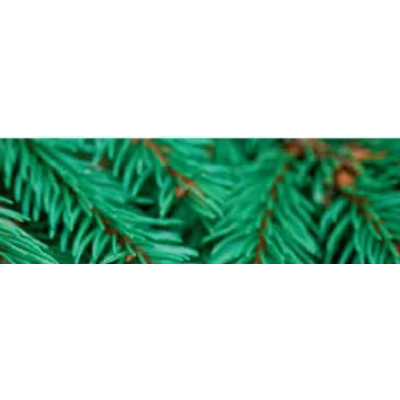 CWS forest soul illat Air Bar készülékhez (8db)