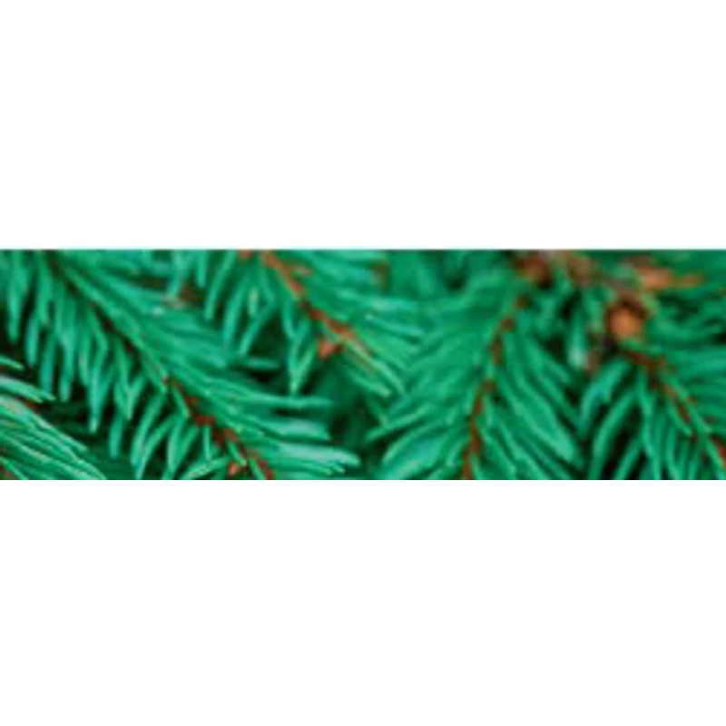 CWS forest soul illat Air Bar készülékhez (8db)
